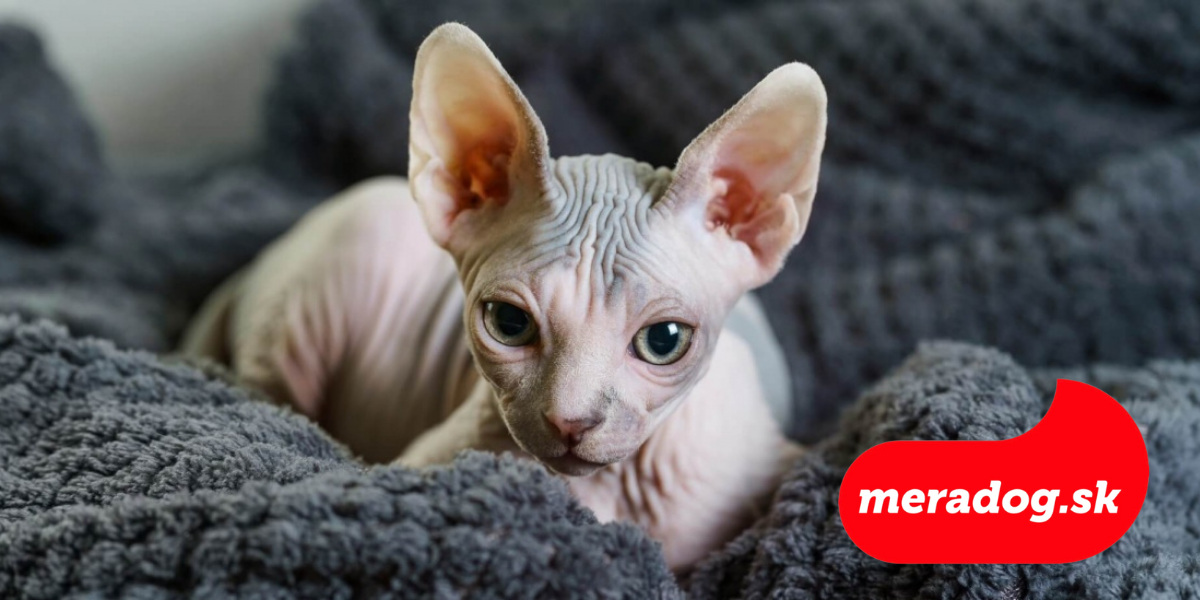 mačka sphynx